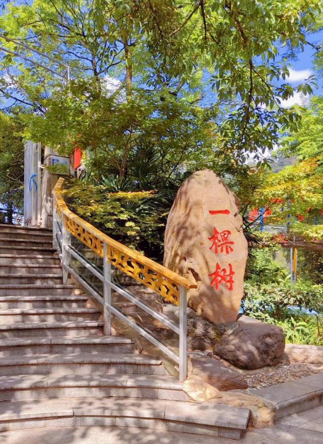 一棵树四日游团队价格与行程解析麻将胡了试